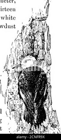 . Birds of California; an introduction to more than three hundred common birds of the state and adjacent islands, with a supplementary list of rare migrants, accidental visitants, and hypothetical subspecies . ntrance is round,about one and a half inches in diameter,and the interior is from eight to thirteeninches deep. From four to seven whiteeggs are laid on a thin lining of sawdustmade by the excavating. Bothmale and female brood during thefourteen days required for incuba-tion. The young are fed by re-gurgitation at first, and afterwardsupon the large black ants so nu-merous in all the dea Stock Photo