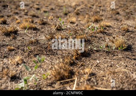 field with burnt grass and ashes after wildfire, damage ecology, forest fires Stock Photo