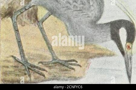 . The bird book : illustrating in natural colors more than seven hundred North American birds; also several hundred photographs of their nests and eggs .