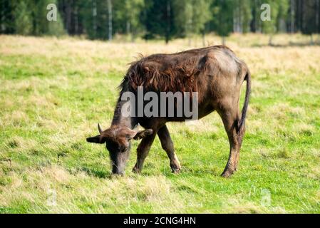 Buffalo calf on a field on a summer day Stock Photo
