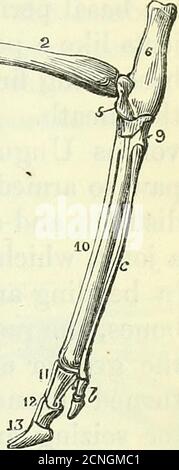 Deer Tibia