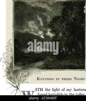 . Nature sketches in temperate America, a series of sketches and a popular account of insects, birds, and plants, treated from some aspects of their evolution and ecological relations . ntify some of them. The resemblances of certaindifferent species are so close that naturalists have often ignoredtheir distinguishing characters. In Blatchleys work on TheOrthoptera of Indiana will be found the most reliableinformation regarding our species. Some crickets are saidto be cannibalistic, and will not hesitate to devour members oftheir own species. I once found evidence of the ravenous appetites of Stock Photo