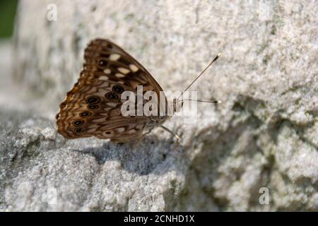 A brown and white spotted Hackberry Emperor butterfly warms itself on a stone in the warm sunshine. Stock Photo