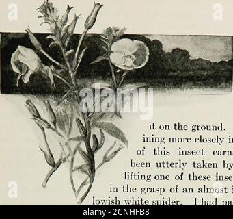 . Nature sketches in temperate America, a series of sketches and a popular account of insects, birds, and plants, treated from some aspects of their evolution and ecological relations . ot be accommodation for the night-flying moths, which depend upon such flowersfor their honey. And were it not for these flowers,what would become of the yellow and rose-colored moth whichfrequents the half-open blossoms in daytime for the protectionit there enjoys by its harmonious coloring ? Again, how littledo these insect guests of the evening primrose suspect thatwithin the delicate flower petals an invisi Stock Photo