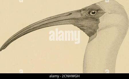 . Birds of North Carolina . from South Carolina to Brazil and Peru. Range in North Carolina.—Occasional on our coast in summer. 94 Birds of North Carolina The semi-inundated prairies of Florida appear to be the great stronghold of theWhite Ibis in the eastern United States. Here it may often be seen feeding bythousands in small scattered flocks. When alarmed they spring quietly in the airand depart with rajjidly beating wings. In flight their a])pearance is striking, theextended neck and long curved bill readily aiding one to distinguish them fromherons. For food they depend mainly on crayfish Stock Photo