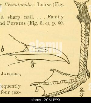 . Handbook of birds of eastern North America . Jaegers, Order II. Loi^ipe^nes. Gulls, and Terns.Birds with sharply pointed and frequentlyhooked or hawklike bills; toes four (ex-cept in one genus—Bissa), the front oneswebbed; wings long and pointed. 41. Fio 42 KEY TO FAMILIES. A. Tip of the upper mandible more or less swollen, rounded, andsharply pointed; upper piirts, including wings, and sometimes theentire plumage, dark sooty blackish, sometimes irregularly barred;tail always dark, the middle feathers longest. . Family ISterco-rariidce: Skuas and Jaegers (Fig. 6, a), p. 65. £. Upper mandible Stock Photo