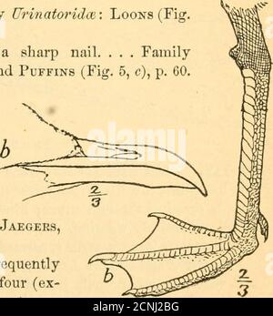 . Handbook of birds of eastern North America . Order II, Longipennes. — Jaegers,Gulls, and Terns.Birds with sharply pointed and frequentlyhooked or hawklike bills; toes four (ex-cept in one genus—Kissn)^ the front oneswebbed; wings long and pointed. 41. Fig 6. 42 KEY TO FAMILIES. A. Tip of the upper mandible more or less swollen, rounded, andsharply pointed; upper parts, including wings, and sometimes theentire plumage, dark sooty blackish, sometimes irregularly barred;tail always dark, the middle leathers longest. . Family iSterco-rariidce: Skuas and Jaegeks (Fig. 6, a), p. 65. £. Upper mandi Stock Photo