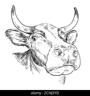 Monochrome funny head of bull in perspective sketch hand drawn vector illustration isolated on white background. Engraving sketch illustration for lab Stock Vector