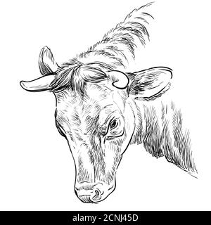 Monochrome portrait of butting bull sketch hand drawn vector illustration isolated on white background. Engraving sketch illustration of cow for label Stock Vector