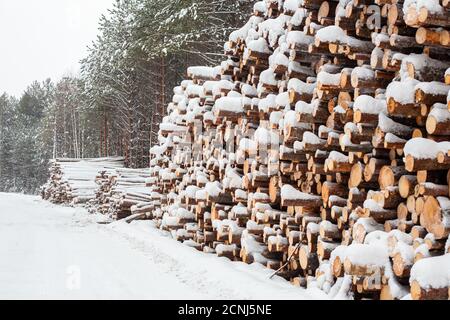 Wooden logs store under snow in winter forest - Image Stock Photo