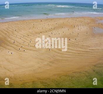 Seagulls sit on a sandy beach on Cape Cod, Massachusetts. This scenic peninsula is a popular summer vacation destination in New England. Stock Photo