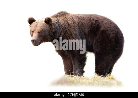 Big brown bear standing on grass isolated on white background. Stock Photo
