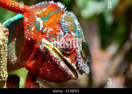 Colorful chameleon on a branch in a national park on the island of Madagascar Stock Photo