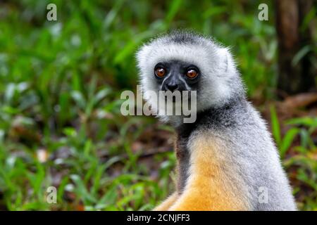 A Sifaka lemur sits in the grass and watches what happens in the area Stock Photo