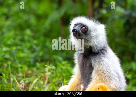 A diademed sifaka in its natural environment in the rainforest on the island of Madagascar Stock Photo
