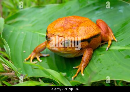 A large orange frog is sitting on a green leaf Stock Photo