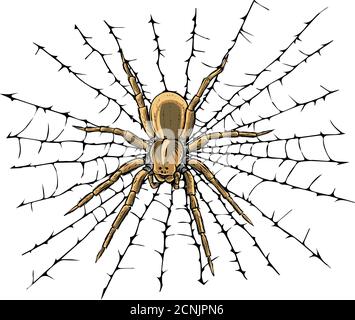 Hanging spider on web thread Royalty Free Vector Image