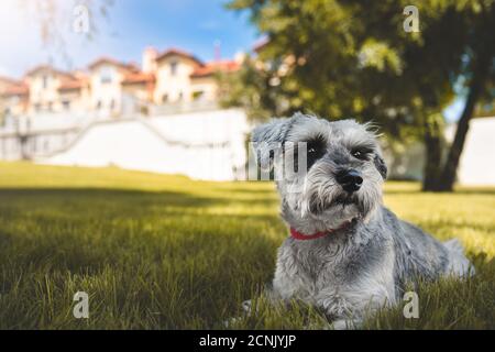 portrait of a beautiful dog schnauzer sitting on the grass and looking into the distance in the park.The concept of love for ani Stock Photo