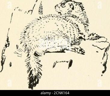 . Wild animals I have known : and 200 drawings . d, sharp-nosed, sharp-eyed visagesshowed that each of these innocents was themakings of a crafty old fox. They played about, basking in the sun, orwrestling with each other till a slight soundmade them skurry under ground. But theiralarm was needless, for the cause of it was theirmother; she stepped from the bushes bringinganother hen—number seventeen as I remember.A low call from her and the little fellows cametumbling out. Then began a scene that Ithought charming, but which my uncle wouldnot have enjoyed at all. They rushed on the hen, and tu Stock Photo