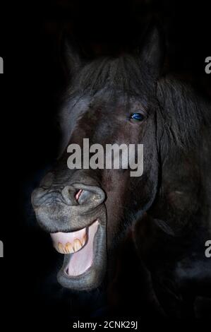 Black horse smiling and making funny laughing face with a dark background. Basque Country. Stock Photo