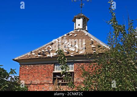 Doves and pigeons sitting on roof below dovecote Stock Photo
