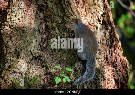 A squirrel climbs a tree trunk holding a nut in it's mouth. Stock Photo