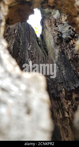 Wood tree cavity apple tree Stock Photo