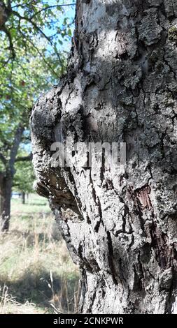 old apple tree bark natural Stock Photo