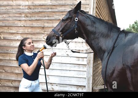 The process of washing the horse with water from a hose, preparing for the competition Stock Photo