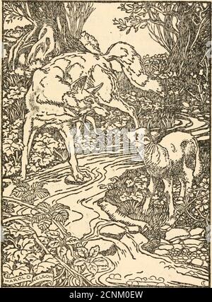 . The talking beasts : a book of fable wisdom . e is now/ 9 4 THE TALKING BEASTS replied he, mightily offended that peopleshould have their ears open to any sort of foolery,and shut to words of truth and wisdom. The Wolf and the Lamb A HUNGRY Wolf one day saw a Lamb drink-ing at a stream, and wished to frame someplausible excuse for making him his prey. What do you mean by muddling the waterI am going to drink? fiercely said he to theLamb. Pray forgive me, meekly answered theLamb; I should be sorry in any way to displeaseyou, but as the stream runs from you towardme, you will see that such can Stock Photo