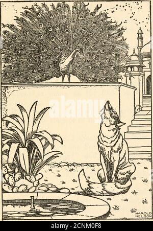 . The talking beasts : a book of fable wisdom . Tiger. 142 THE TALKING BEASTS May we depend upon your word?1 said themen. Certainly, said the Fox, while the menwent with him in a circle to see that he did notescape. Then the Fox said to the Tiger and the men:Sir Tiger, here are the men; gentlemen, hereis the Tiger. The men left the Fox and turned to the Tiger.The former beat a hasty retreat to the wood,saying, I have kept my promise to both; nowyou may settle it between yourselves.1 The Tiger exclaimed, when it was too late:Alas! what art for a double part?9 The Hare and the Pig A HARE and a P Stock Photo