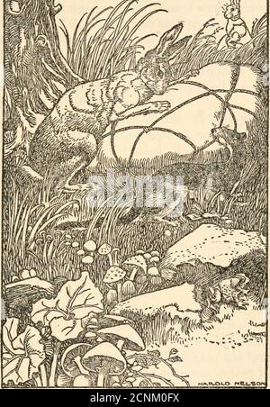 . The talking beasts : a book of fable wisdom . s fable,which I heard, respecting the Wild Dog and theLion, is now finished. How Sense Was Distributed IN THE beginning not one of all the beasts ofthe forest was endowed with sense: when theysaw a hunter come to them intending to killthem, they stood and looked at the hunter, andso the hunter killed them; day after day hekilled them. Then our Lord sent one who putall the sense into a bag, tied it, carried it, andput it down under a large tree. The Weasel saw the man put the bag down,and afterward went, called the Hare, and saidto him: Brother Ha Stock Photo