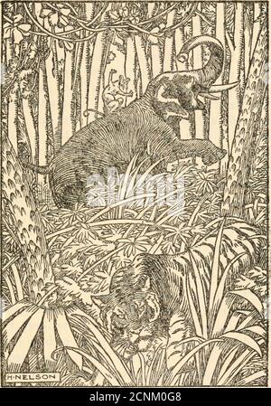 . The talking beasts : a book of fable wisdom . er then instructed the Elephantas follows: As soon as I begin to lick up themolasses on your back, bellow as loud as youcan and make believe to be hurt, and writhe andwriggle this way and that. And presently Friend Mouse-deer commencedto lick hard, and Friend Elephant writhed andwriggled and made believe to be hurt, and madea prodigious noise of trumpeting. In this waythey proceeded and Friend Mouse-deer got upand sat astride upon Friend Elephants back.And the Elephant trumpeted and trumpetedall the way till they met with Friend Tiger.At this Fri Stock Photo