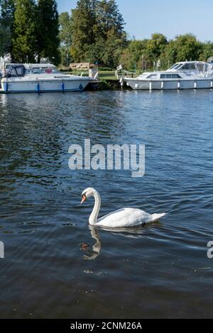 Over Cambridgeshire, UK. 18th Sep, 2020. A swan enjoys a paddle on the River Great Ouse in warm and sunny weather as the Indian summer continues. With temperatures reaching low 20's centigrade today the fine weather is set to continue over the coming weekend. Credit: Julian Eales/Alamy Live News Stock Photo