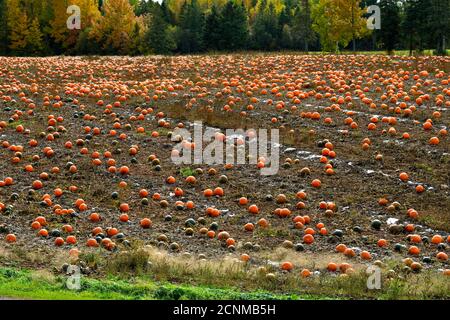 A farm field with a crop of  pumpkins " Cucurbita pepo", ready for a fall  harvest in rural Sussex New Brunswick Canada Stock Photo
