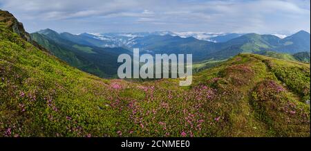 Pink rose rhododendron flowers on summer mountain slope Stock Photo
