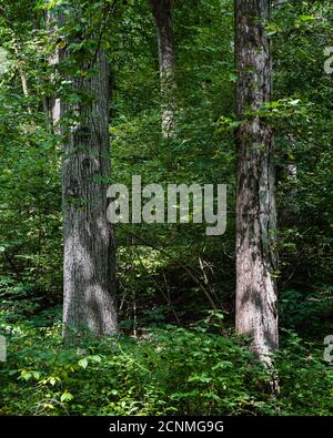 A vertical photo of sunlight streaming onto a forest among the foliage. Stock Photo