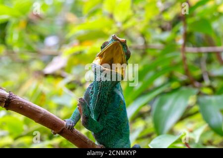 A chameleon on a branch in the rainforest of Madagascar Stock Photo