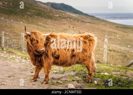 Long haired, ginger coloured Scottish Highland cattle Stock Photo