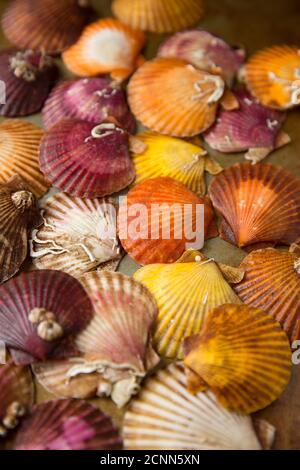 A photograph of queen scallop shells, Aequipecten opercularis, showing the variations in colour that can occur. Dorset England UK GB Stock Photo