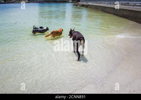 Four dogs walking on a sand bar in the ocean, Florida, USA Stock Photo