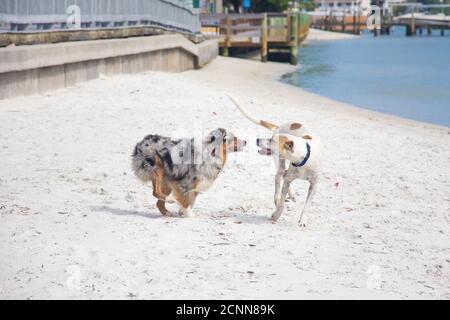 Two dogs running along beach, Florida, USA Stock Photo