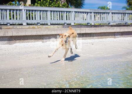 Golden retriever running along beach, Florida, USA Stock Photo