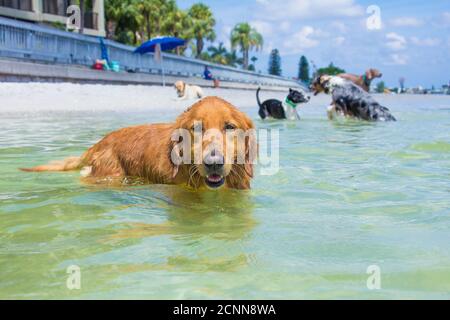 Golden retriever in ocean with four dogs in background, Florida, USA Stock Photo