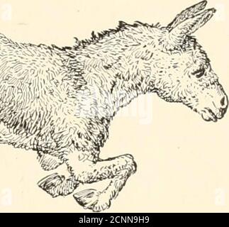 . The runaway donkey, and other rhymes for children . Stock Photo