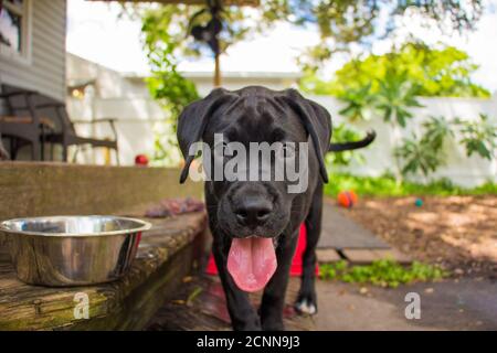 Boxador puppy in a garden, Florida, USA Stock Photo