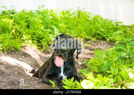 Boxador puppy playing in the dirt, Florida, USA Stock Photo