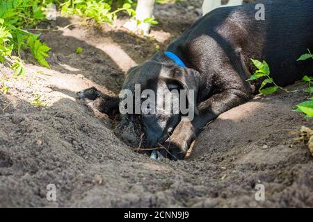 Boxador puppy playing in the dirt, Florida, USA Stock Photo