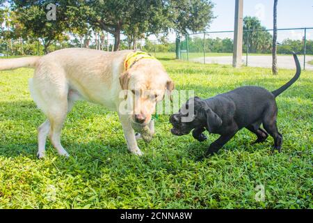 Boxador puppy and labrador retriever playing with a tennis ball in a dog park, Florida, USA Stock Photo