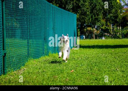 Blue Merle Australian shepherd dog running in a dog park, Florida, USA Stock Photo